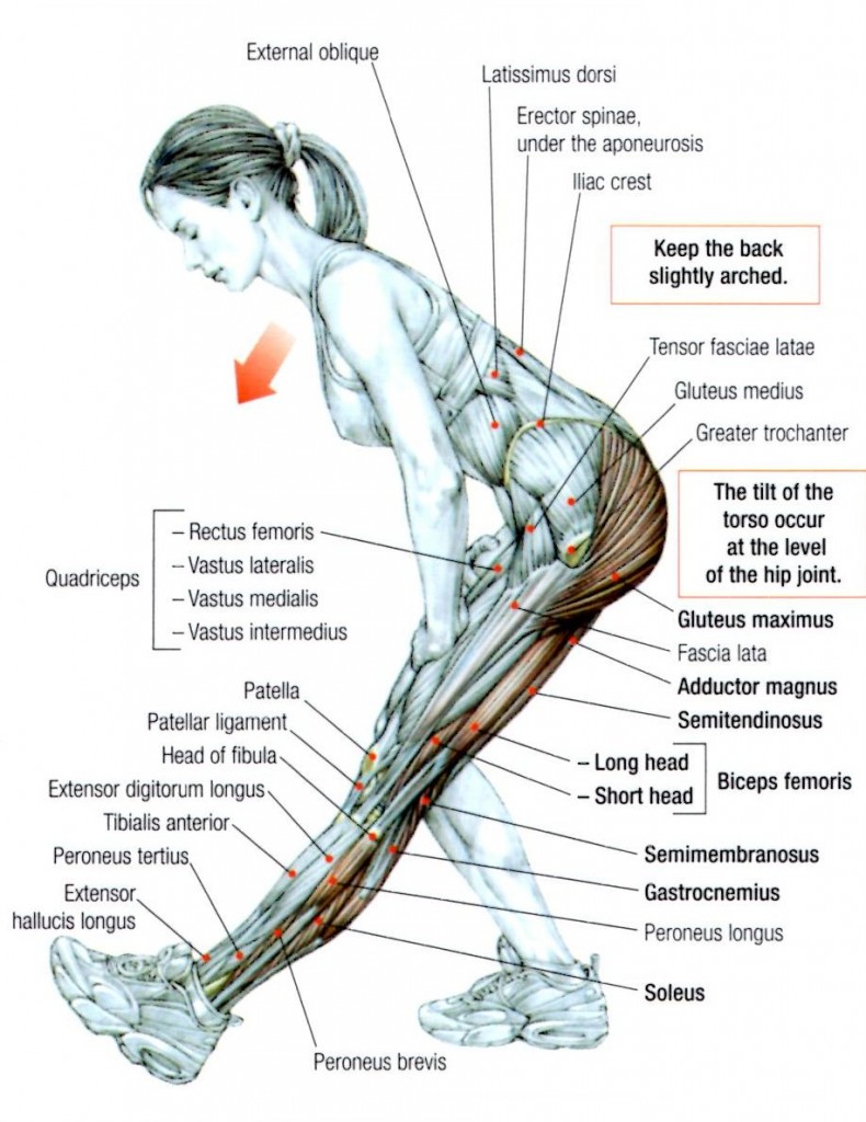 Exercises Hamstring Muscle 16