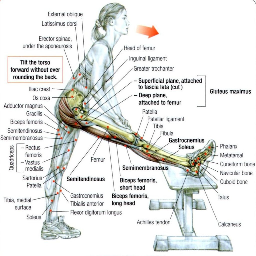 Exercises Hamstring Muscle 21