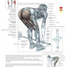 The ANATOMY of Stiff Leg Deadlift 