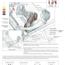 Tha ANATOMY of Leg Press