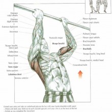 The ANATOMY of Chin Ups Exercise