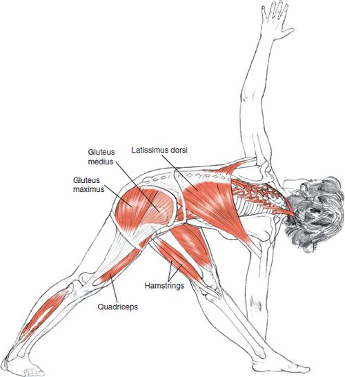 extended triangle pose anatomy