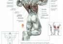 pullup anatomy