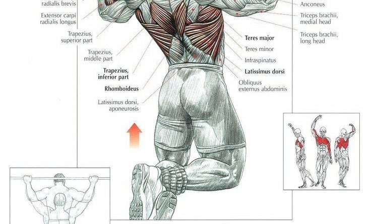 pullup anatomy