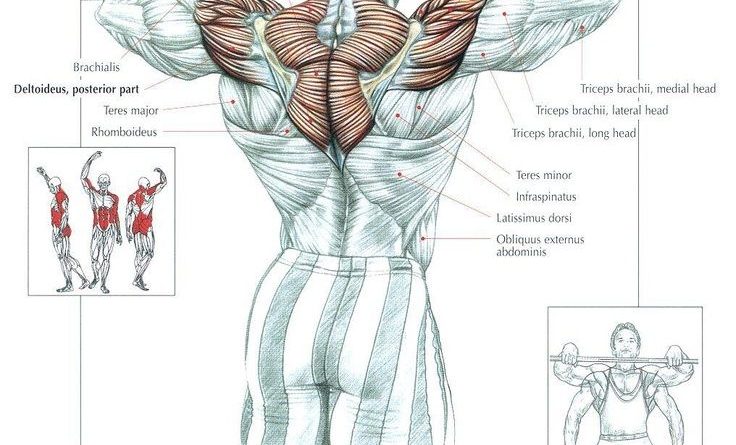 upright row anatomy