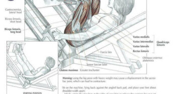 Tha ANATOMY of Leg Press