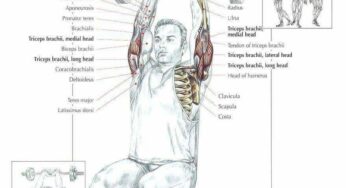 Best Tricep Isolation Workout Muscle Anatomy