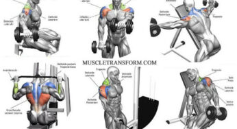 The Ultimate Shoulder Workouts Anatomy