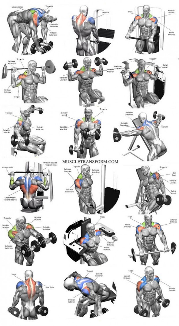 The Ultimate Shoulder Workouts Anatomy