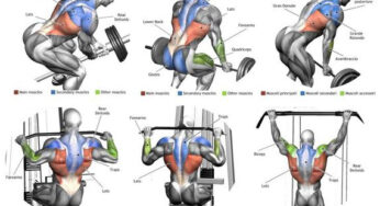 Top 12 Exercise For MASSIVE Back Anatomy